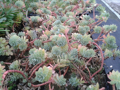  Wolfsmelk (Euphorbia Myrsinites)