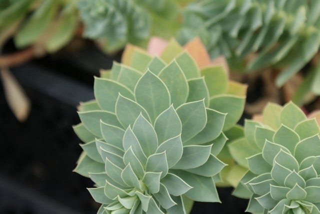  Wolfsmelk (Euphorbia Myrsinites)
