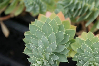  Wolfsmelk (Euphorbia Myrsinites)