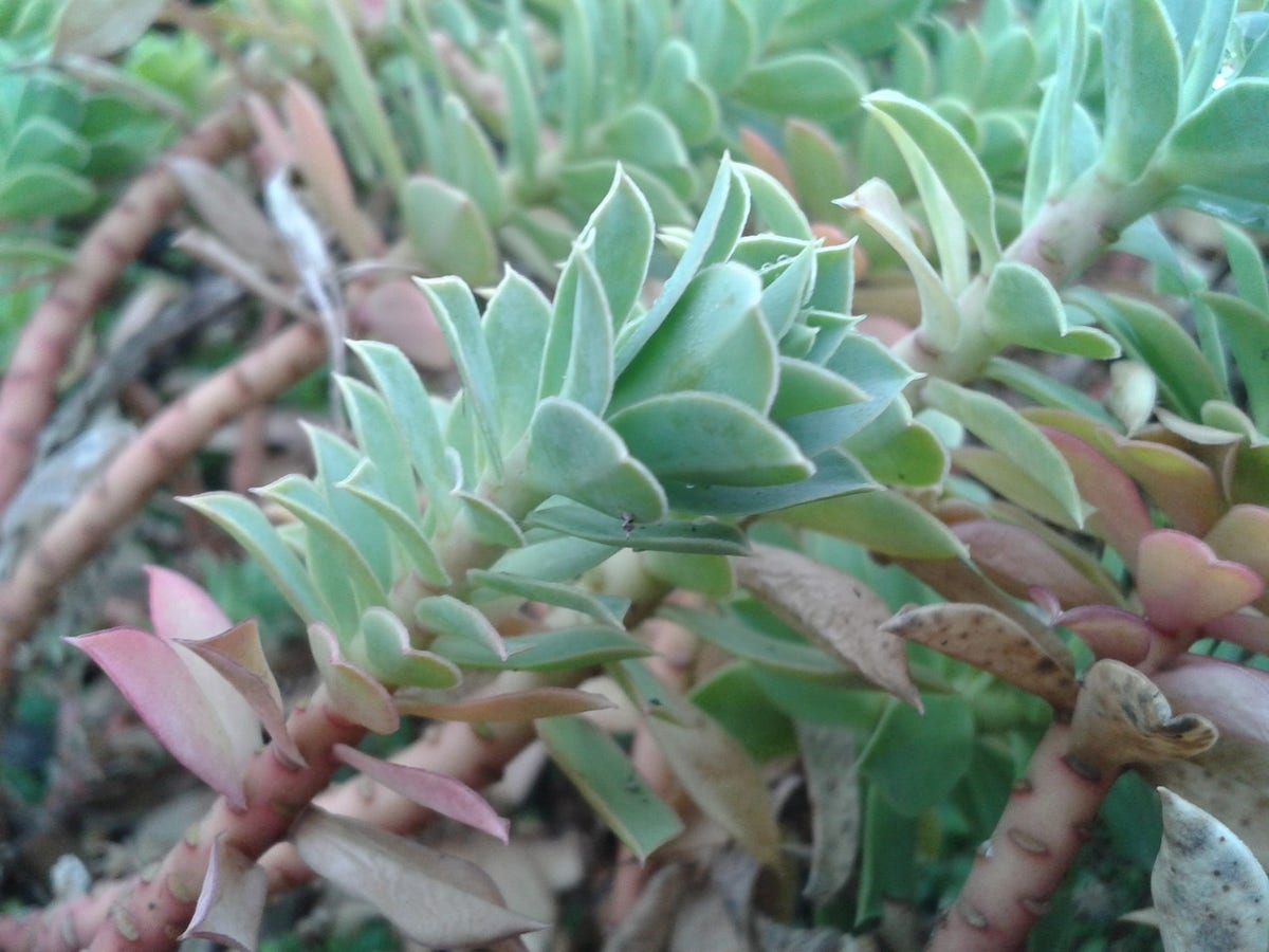  Wolfsmelk (Euphorbia Myrsinites)