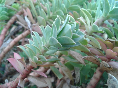 Wolfsmelk (Euphorbia Myrsinites)