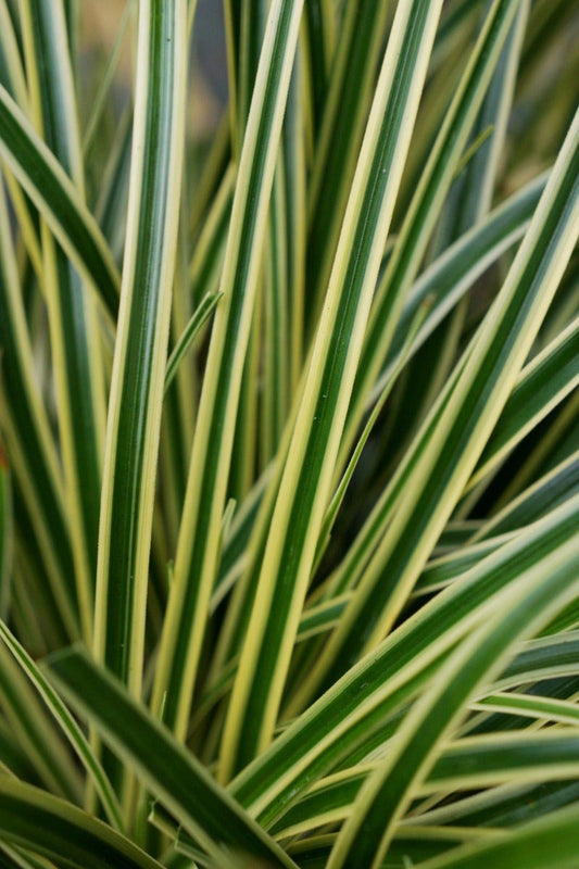  Zegge (Carex Evercream)