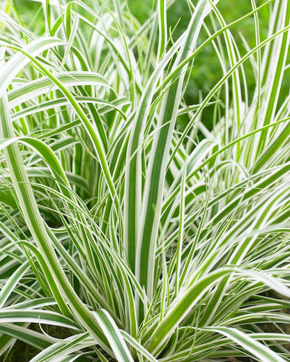  Zegge (Carex Oshimensis 'Everest' )
