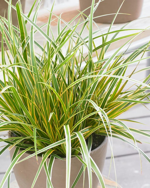  Zegge (Carex Morrowii 'Everglow')