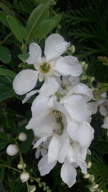  Exochorda (Exochorda Macrantha 'The Bride')