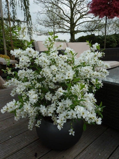  Exochorda (Exochorda Macrantha 'The Bride')