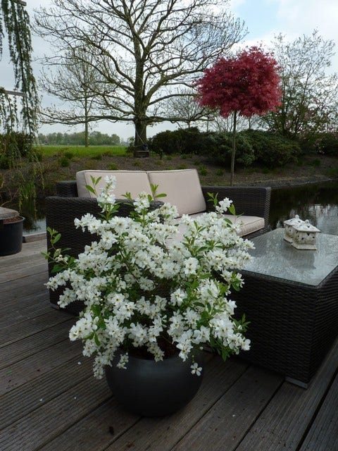  Exochorda (Exochorda Macrantha 'The Bride')