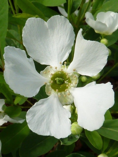  Exochorda (Exochorda Macrantha 'The Bride')