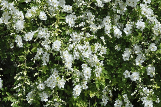  Exochorda (Exochorda Macrantha 'The Bride')