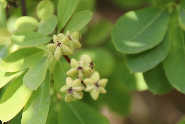  Exochorda (Exochorda Macrantha 'The Bride')