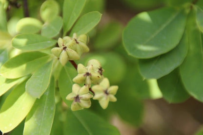  Exochorda (Exochorda Macrantha 'The Bride')