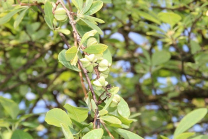  Exochorda (Exochorda Macrantha 'The Bride')