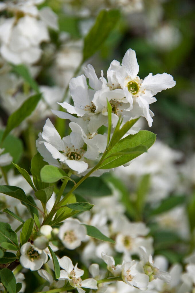  Parelstruik (Exochorda Racemosa. Blushing Pearl ®)