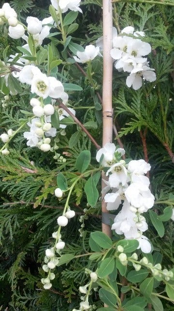  Exochorda (Exochorda Macrantha 'The Bride')
