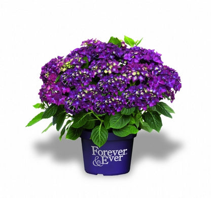  Hortensia Paars (Hydrangea 'Forever&Ever')