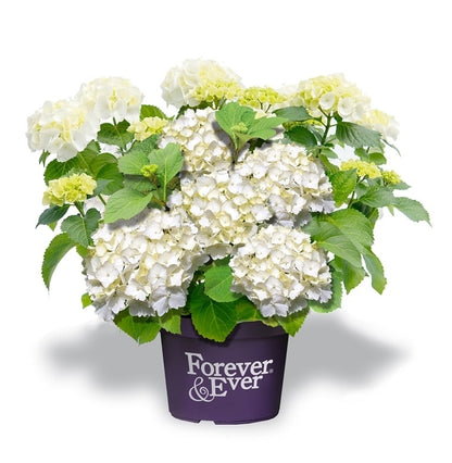 Hortensia Wit (Hydrangea 'Forever&Ever')