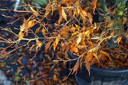  Varenbeuk (Fagus Sylvatica 'Aspleniifolia')