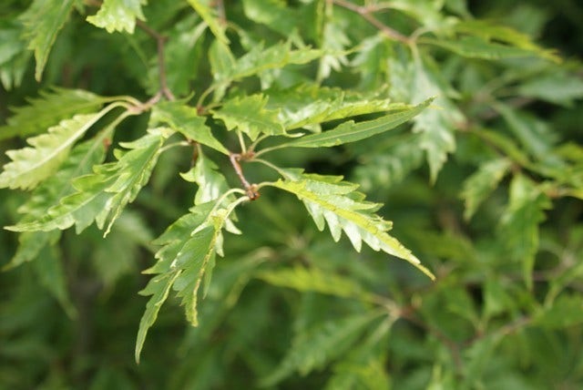  Varenbeuk (Fagus Sylvatica 'Aspleniifolia')