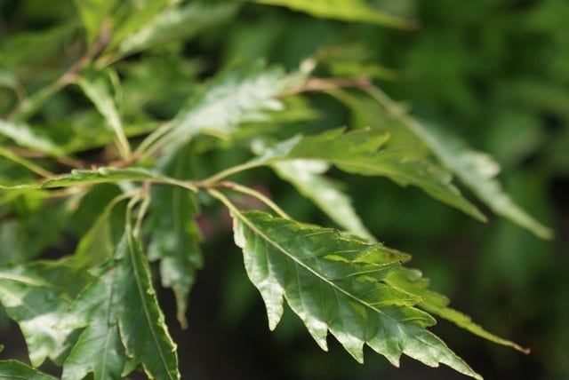  Varenbeuk (Fagus Sylvatica 'Aspleniifolia')