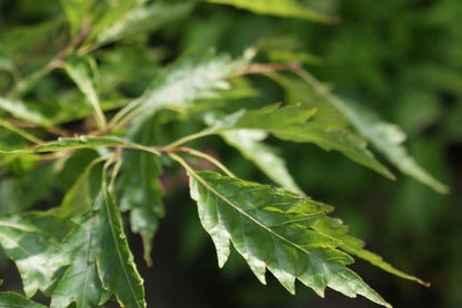  Varenbeuk (Fagus Sylvatica 'Aspleniifolia')