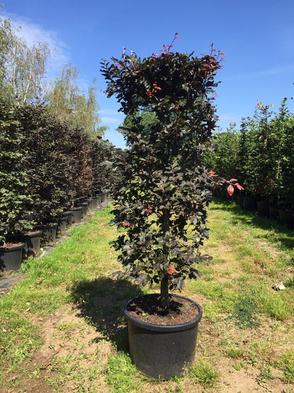  Rode Beukenhaag Als Haagelement (Fagus Sylvatica 'Atropunicea')