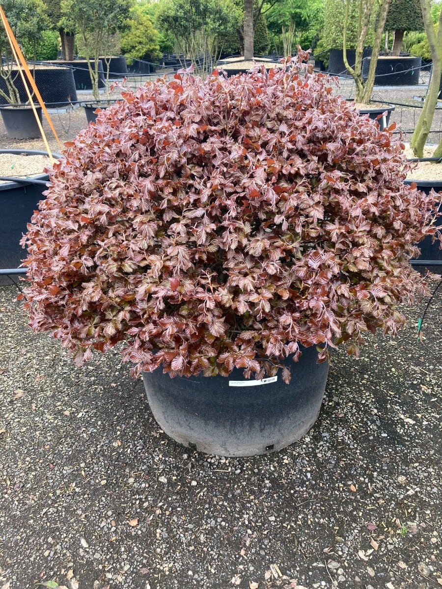  Rode Beuk Als Bolvorm (Fagus Sylvatica 'Atropunicea')