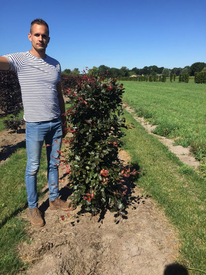  Rode Beukenhaag Als Haagelement (Fagus Sylvatica 'Atropunicea')