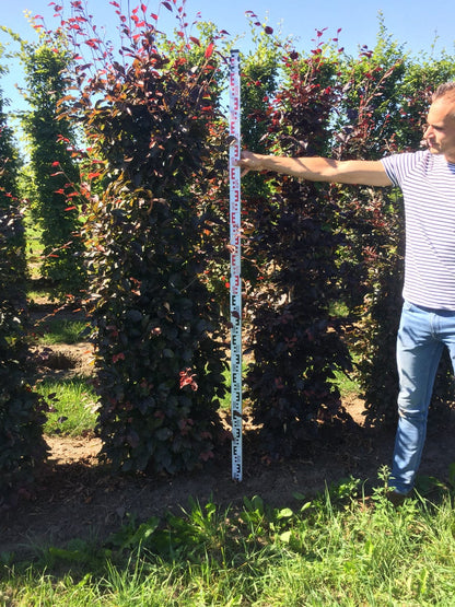  Rode Beukenhaag Als Haagelement (Fagus Sylvatica 'Atropunicea')