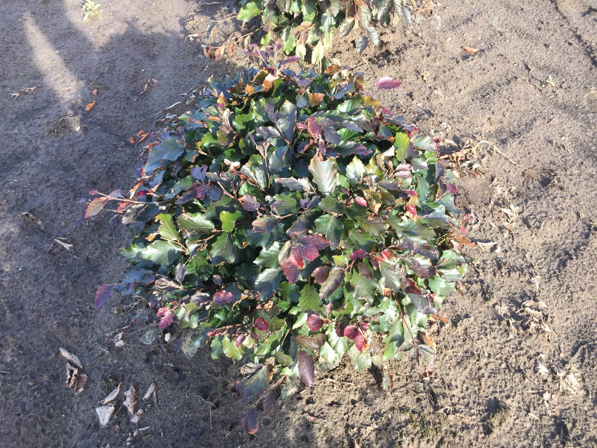  Rode Beuk Als Bolvorm (Fagus Sylvatica 'Atropunicea')
