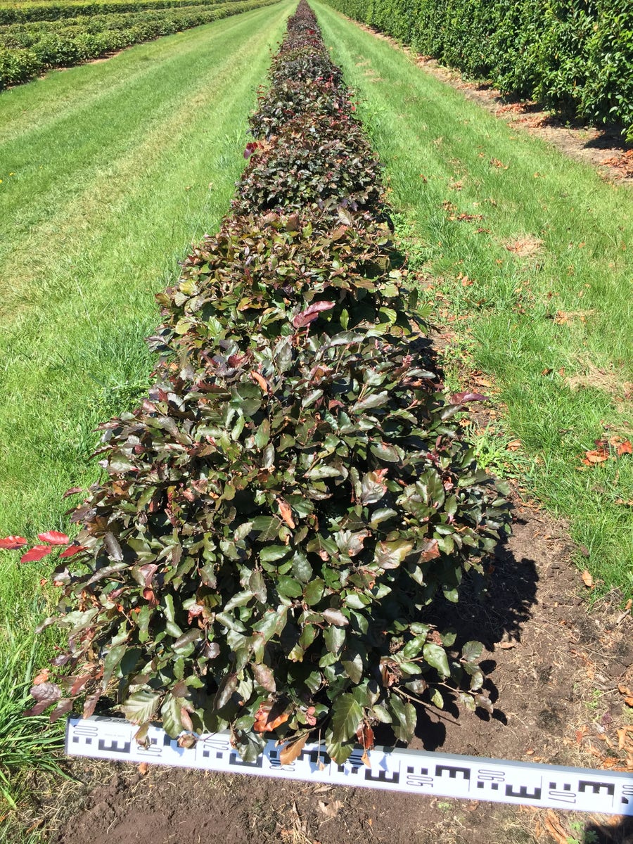  Rode Beuk Als Bolvorm (Fagus Sylvatica 'Atropunicea')