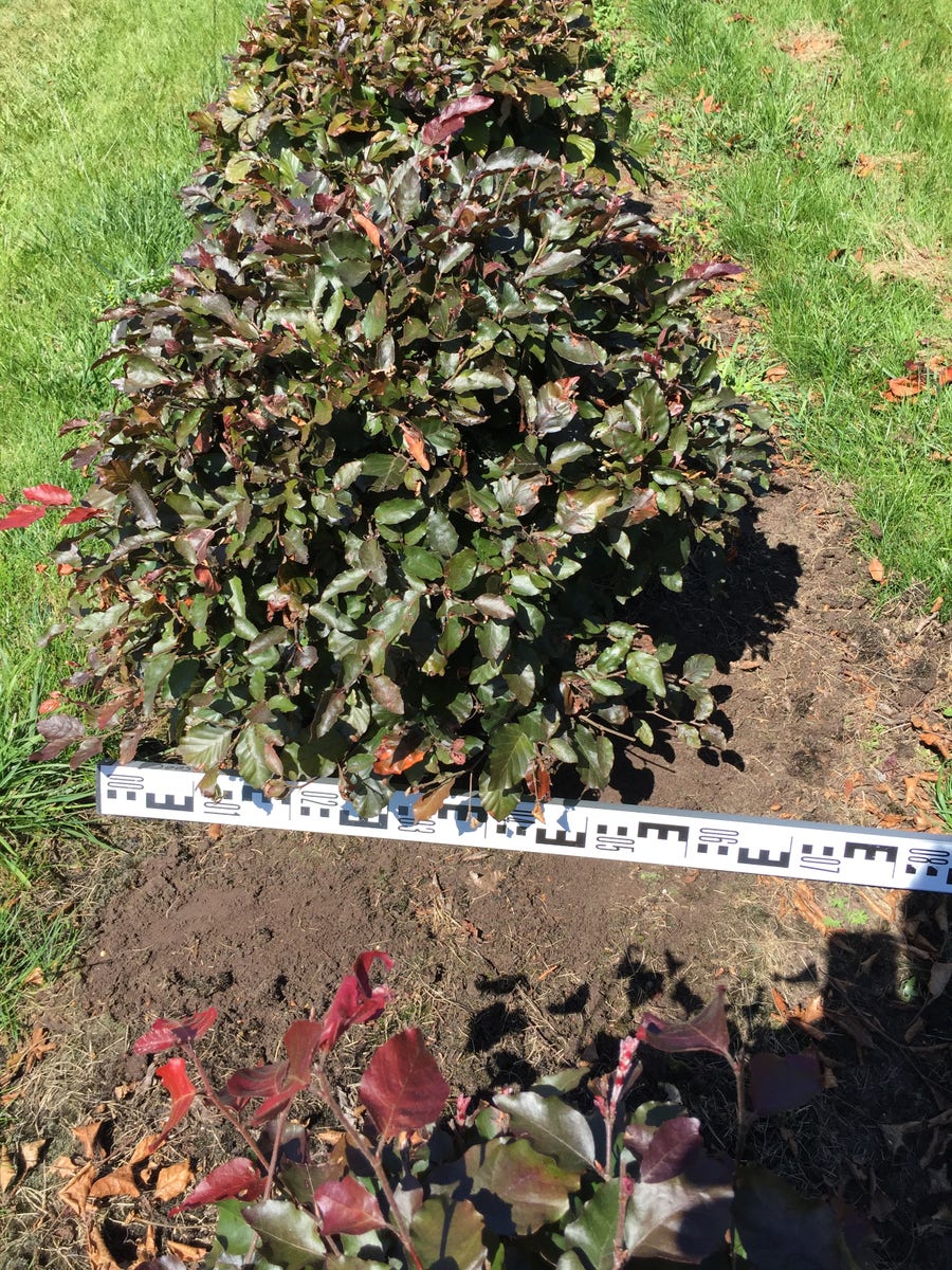  Rode Beuk Als Bolvorm (Fagus Sylvatica 'Atropunicea')