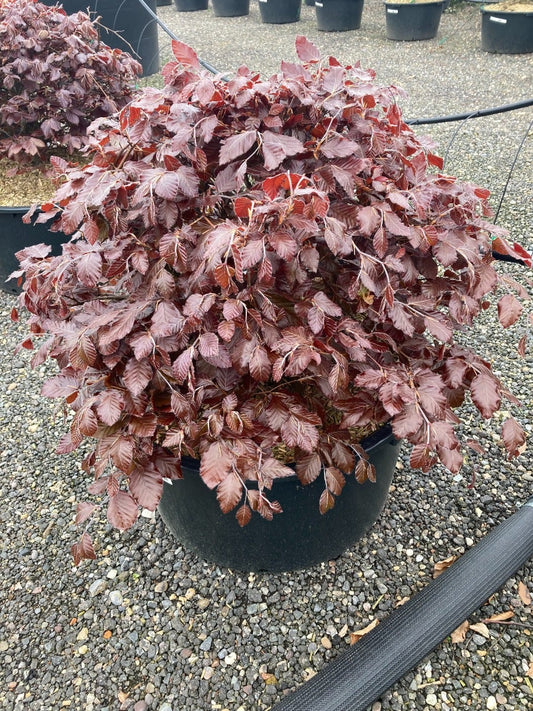  Rode Beuk Als Bolvorm (Fagus Sylvatica 'Atropunicea')