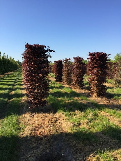  Rode Beukenhaag Als Haagelement (Fagus Sylvatica 'Atropunicea')