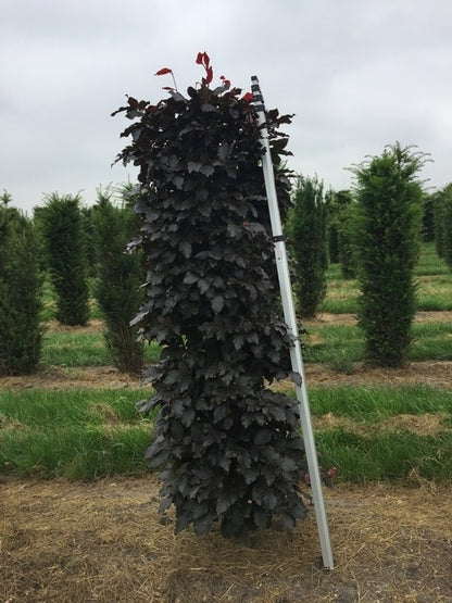  Rode Beukenhaag Als Haagelement (Fagus Sylvatica 'Atropunicea')