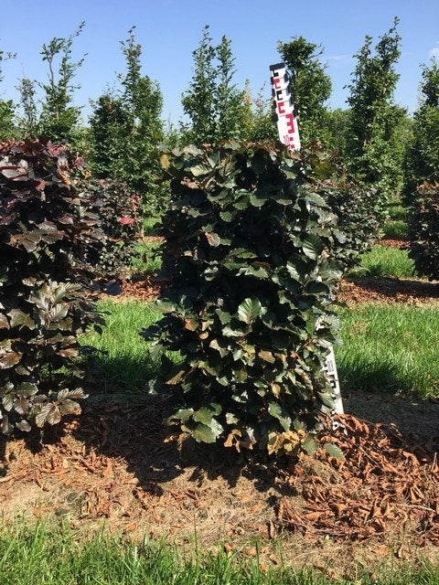  Rode Beukenhaag Als Haagelement (Fagus Sylvatica 'Atropunicea')
