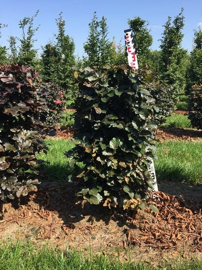  Rode Beukenhaag Als Haagelement (Fagus Sylvatica 'Atropunicea')