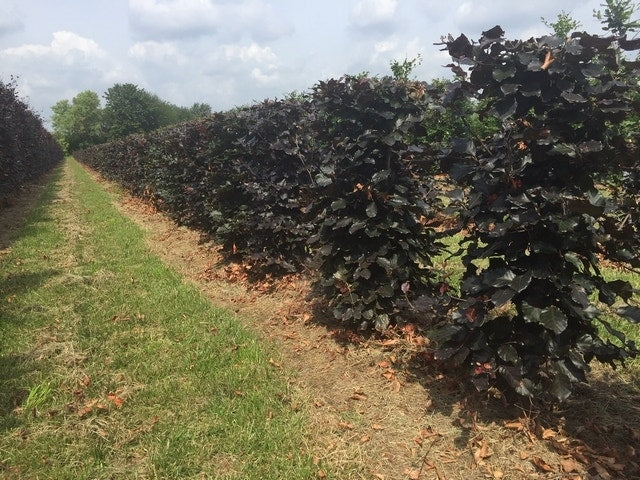  Rode Beukenhaag Als Haagelement (Fagus Sylvatica 'Atropunicea')