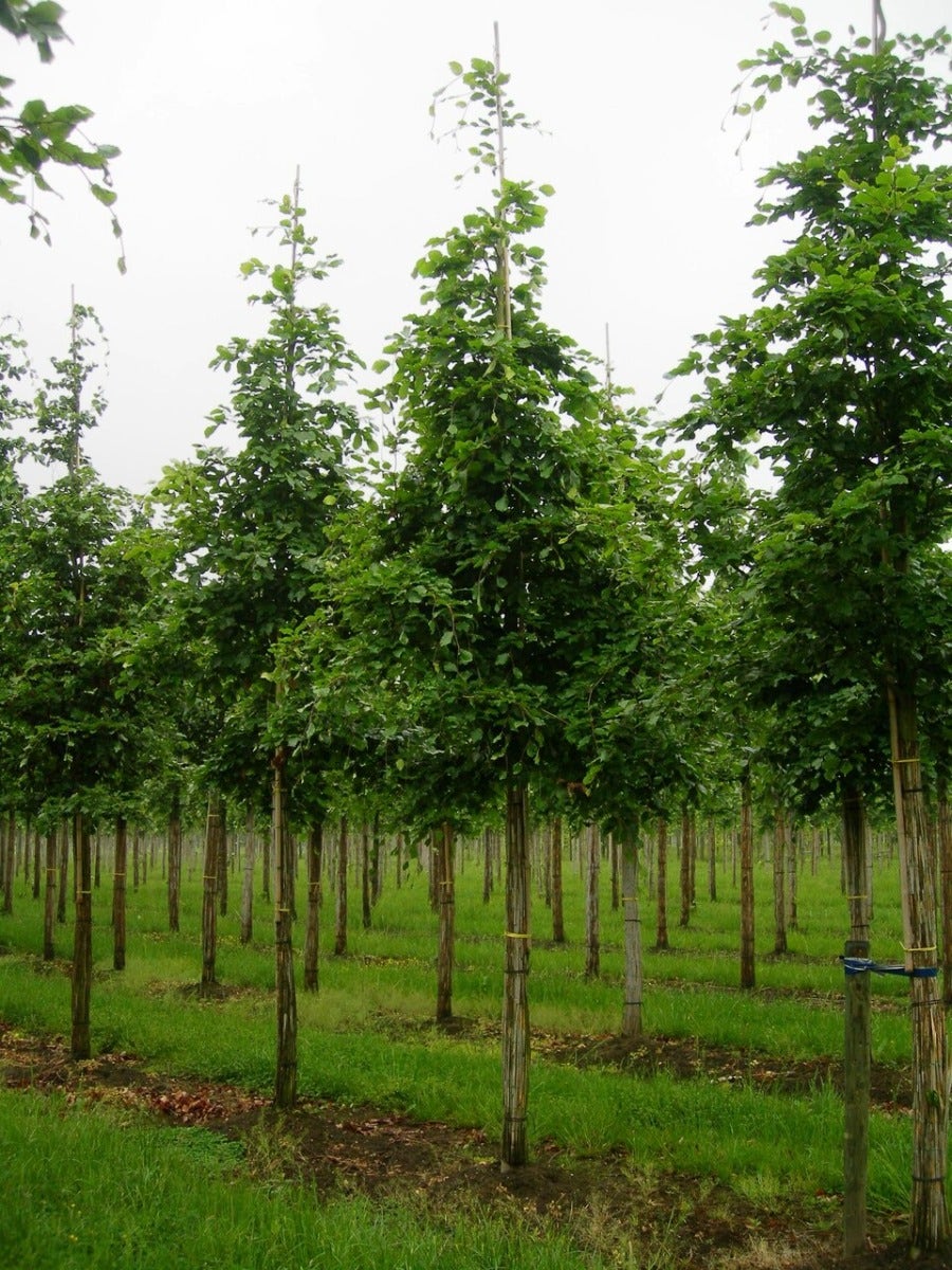  Grote Beuk (Fagus Sylvatica)