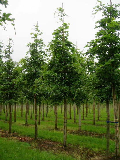  Grote Beuk (Fagus Sylvatica)