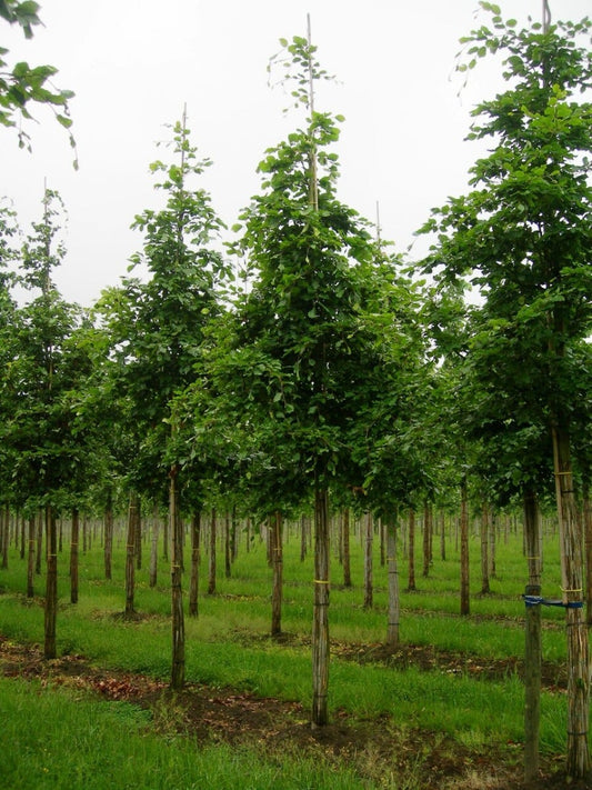  Grote Beuk (Fagus Sylvatica)