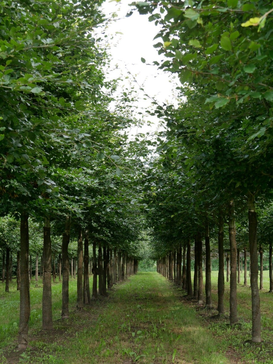  Grote Beuk (Fagus Sylvatica)