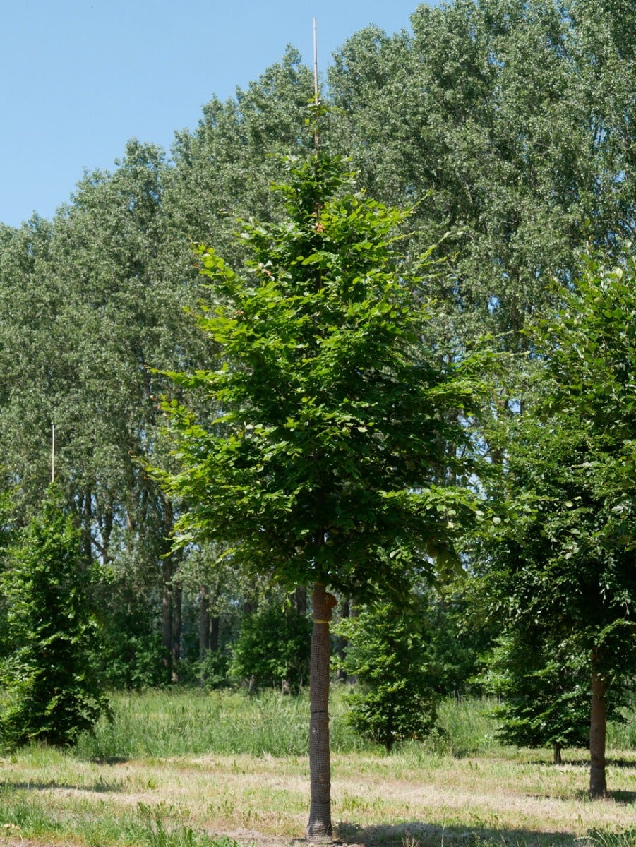  Grote Beuk (Fagus Sylvatica)