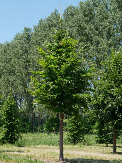  Grote Beuk (Fagus Sylvatica)