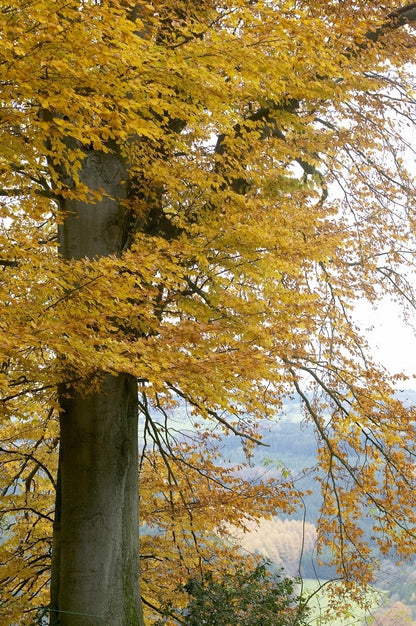  Beukenboom (Fagus Sylvatica)