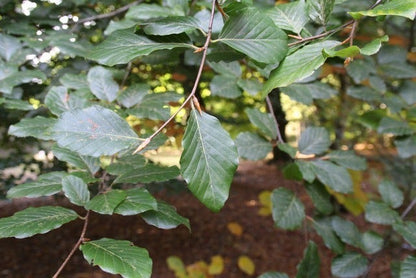  Beukenboom (Fagus Sylvatica)