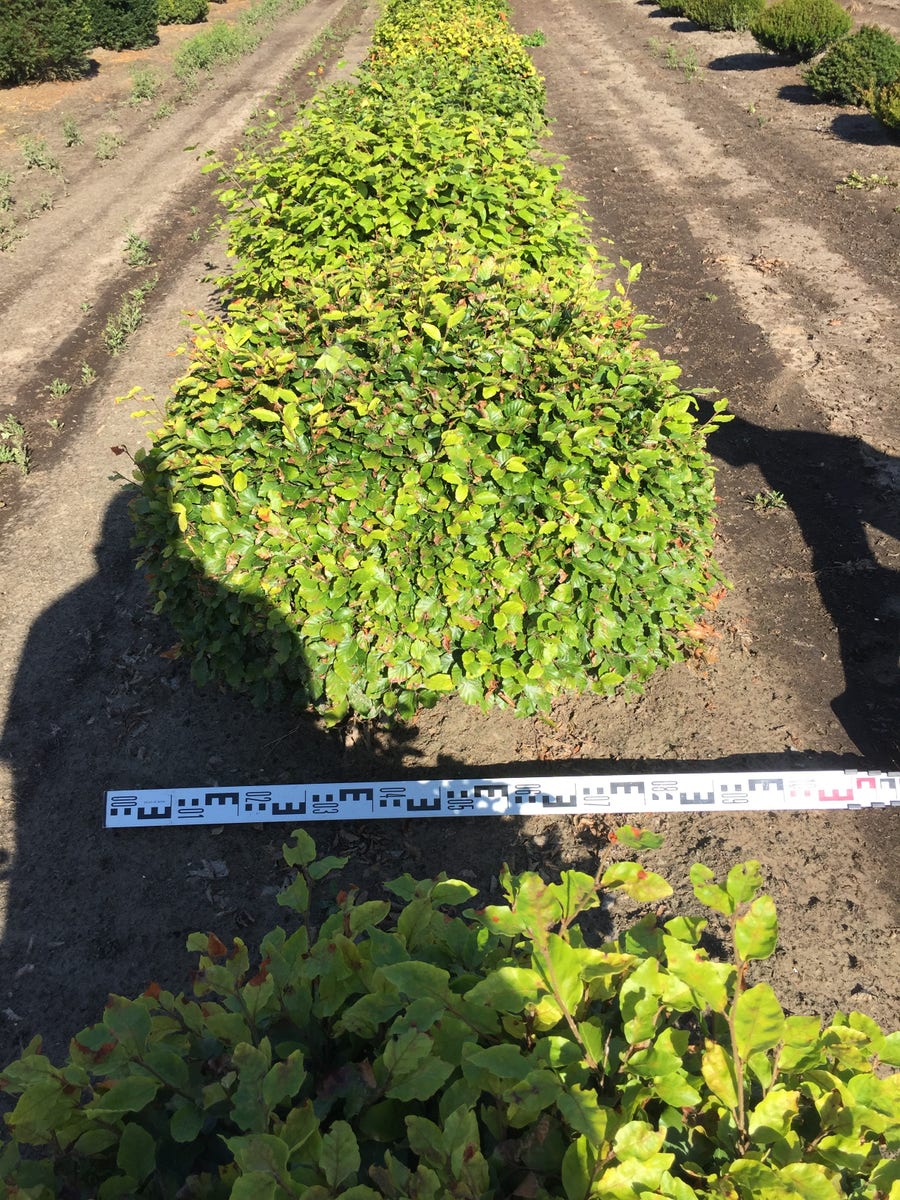  Beuk Als Bolvorm (Fagus Sylvatica)