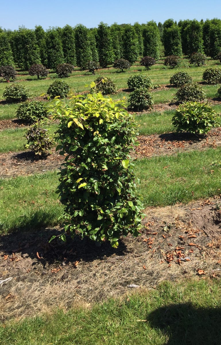  Beukenhaag Als Haagelement (Fagus Sylvatica)