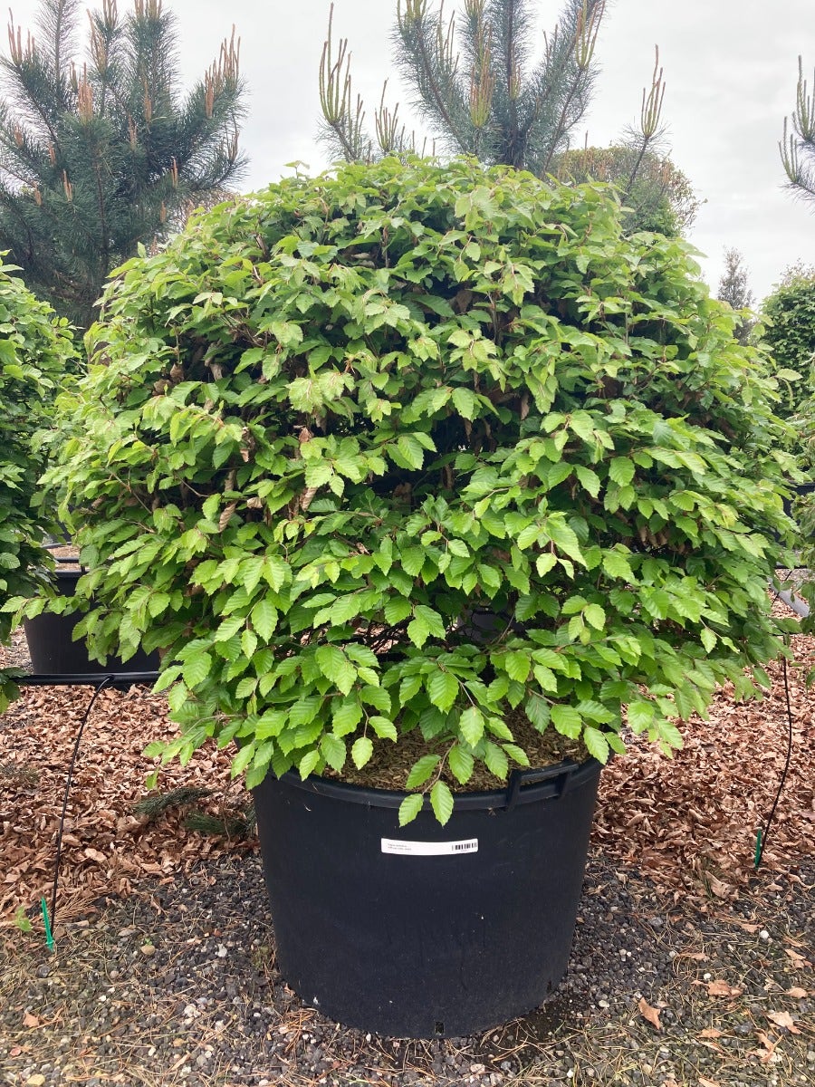  Beuk Als Bolvorm (Fagus Sylvatica)