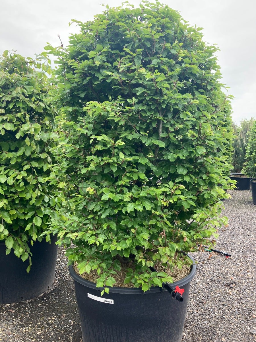  Beukenhaag Als Haagelement (Fagus Sylvatica)