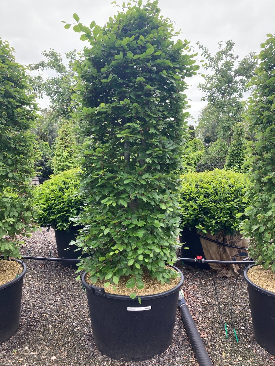  Beukenhaag Als Haagelement (Fagus Sylvatica)